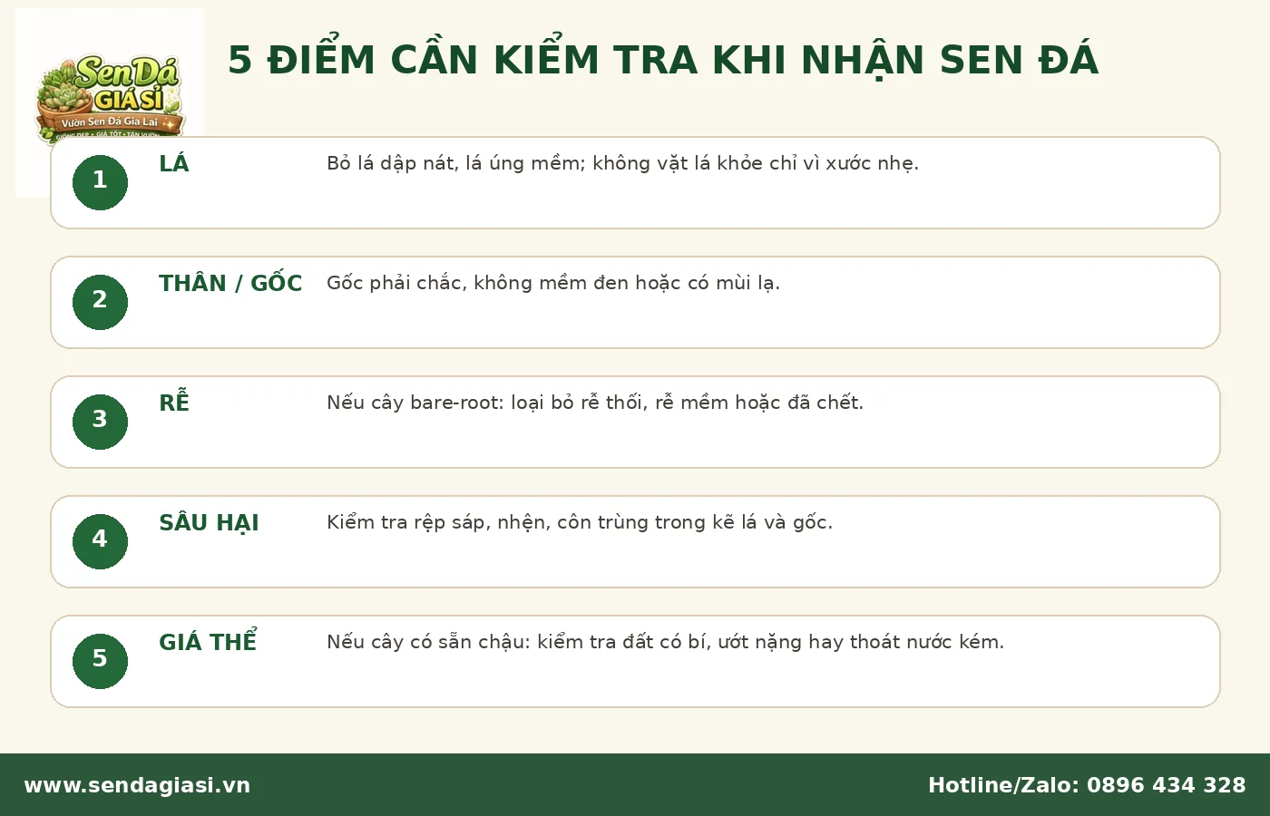 Kiểm tra lá thân rễ sâu bệnh và giá thể khi mới mua sen đá về