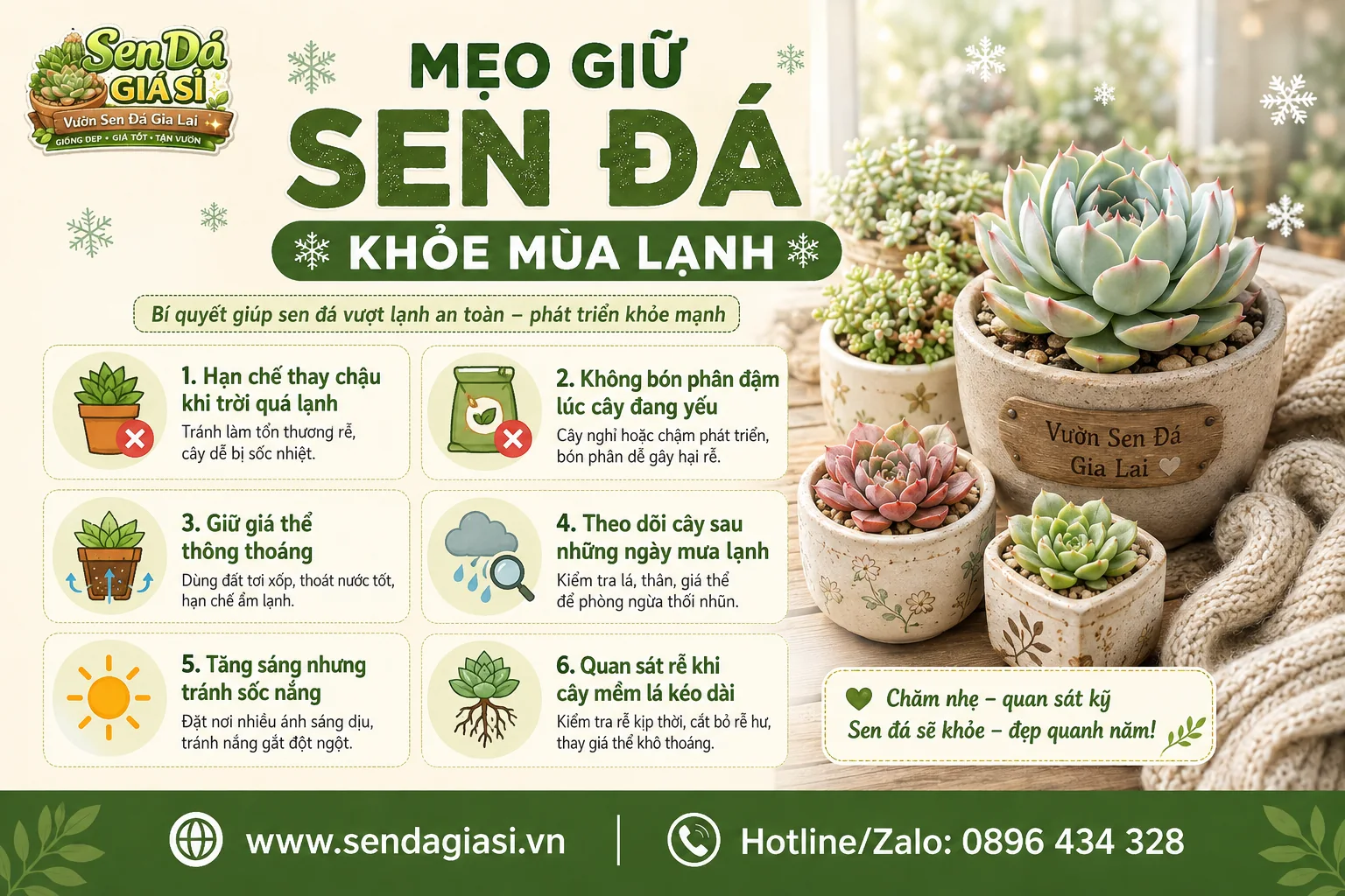 Mẹo giữ sen đá khỏe trong mùa lạnh và tránh hỏng rễ