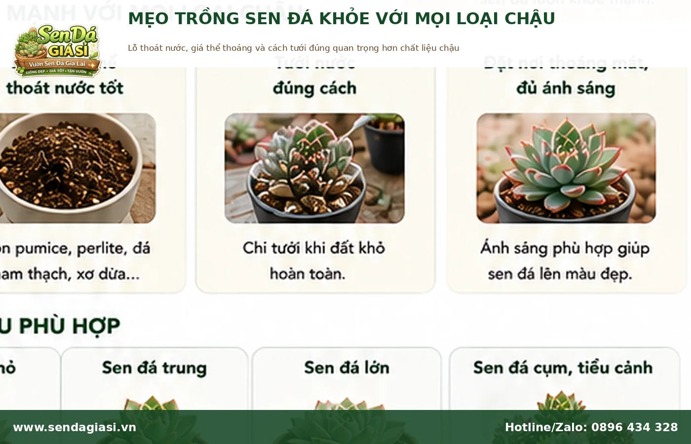 Mẹo trồng sen đá khỏe với chậu nhựa và chậu đất nung