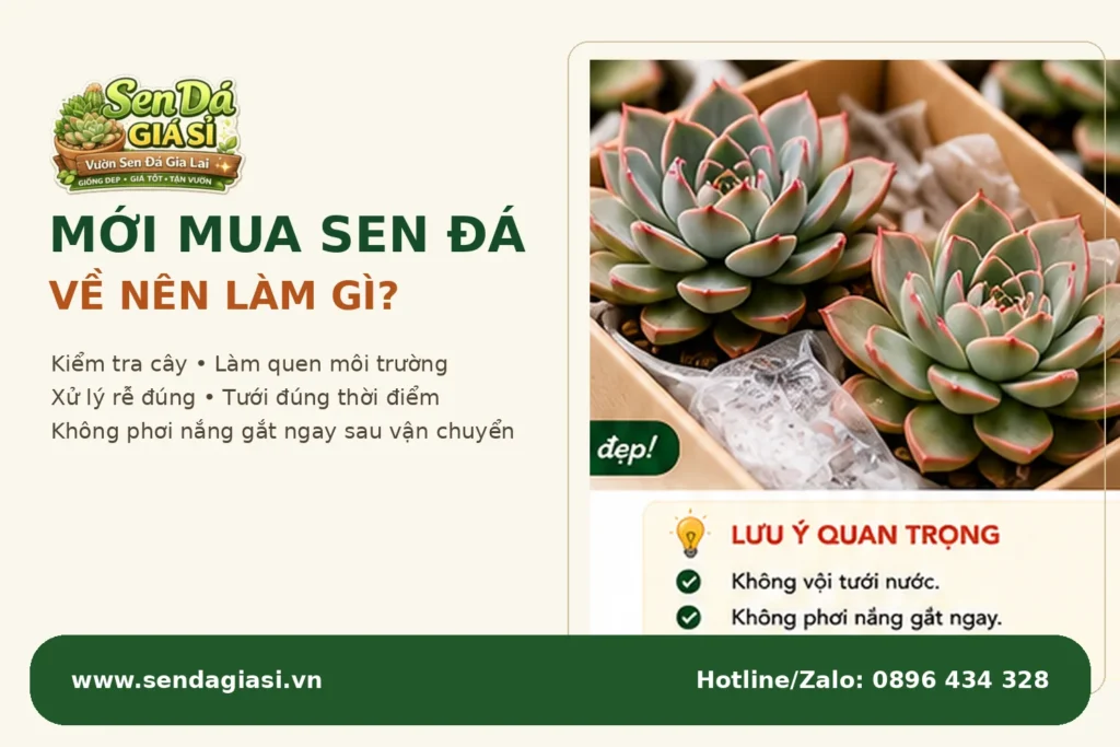 Mới Mua Sen Đá Về Nên Làm. Gì?