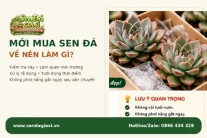 Mới Mua Sen Đá Về Nên Làm. Gì?