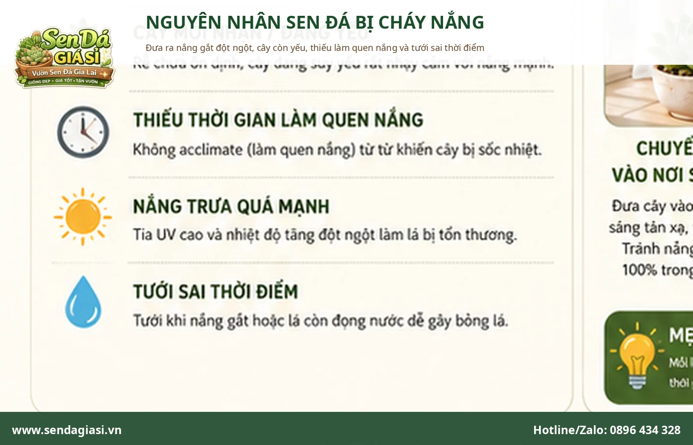 Nguyên nhân sen đá bị cháy nắng do nắng gắt đột ngột và cây chưa kịp thích nghi