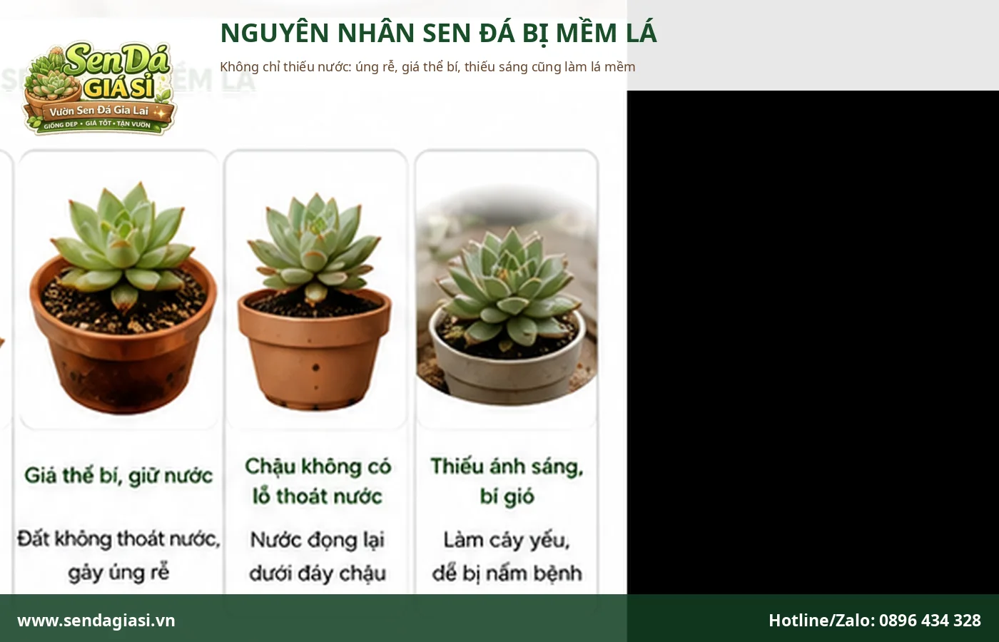 Nguyên nhân sen đá bị mềm lá do thiếu nước úng rễ giá thể bí và thiếu sáng