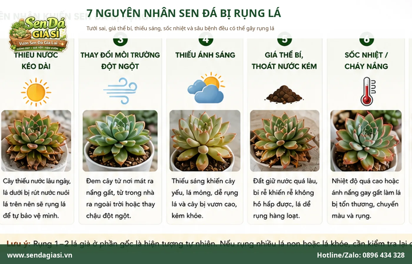 Các nguyên nhân thường gặp khiến sen đá bị rụng lá
