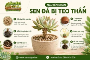 Sen Đá Bị Teo Thân Là Thiếu Nước Hay Hỏng Rễ?