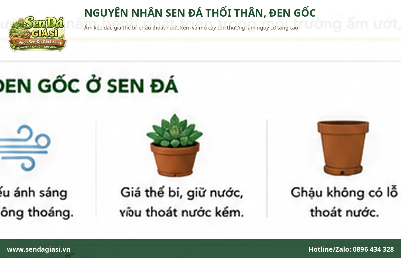 Nguyên nhân sen đá bị thối thân đen gốc do ẩm kéo dài và thoát nước kém