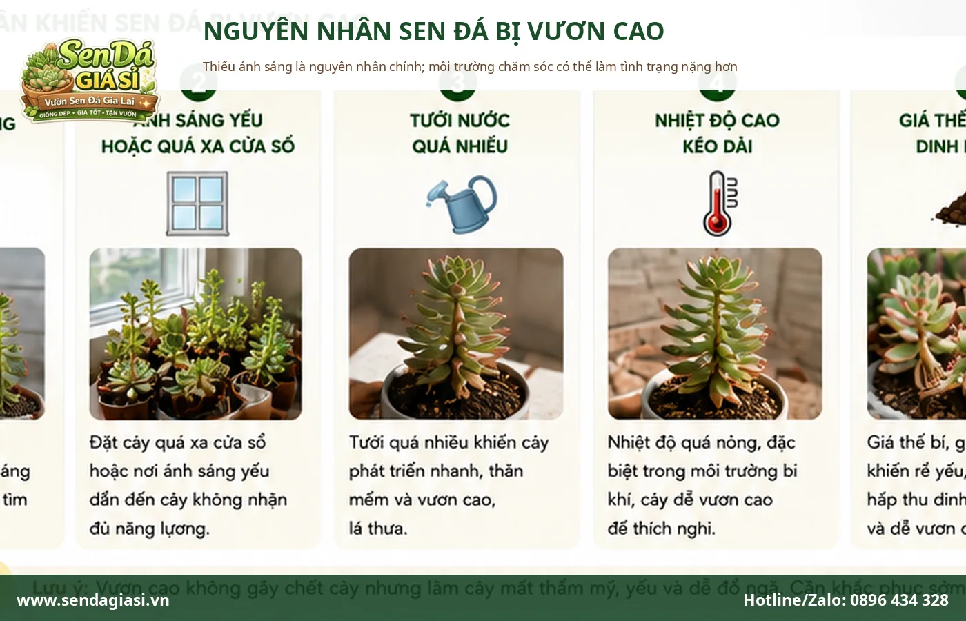 Nguyên nhân sen đá bị vươn cao chủ yếu do thiếu ánh sáng