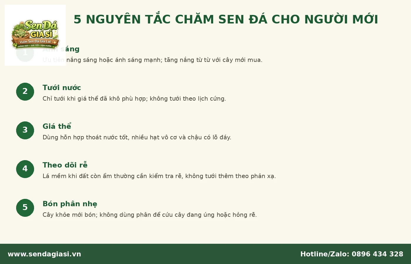 Nguyên tắc chăm sen đá cho người mới tránh úng và thiếu sáng