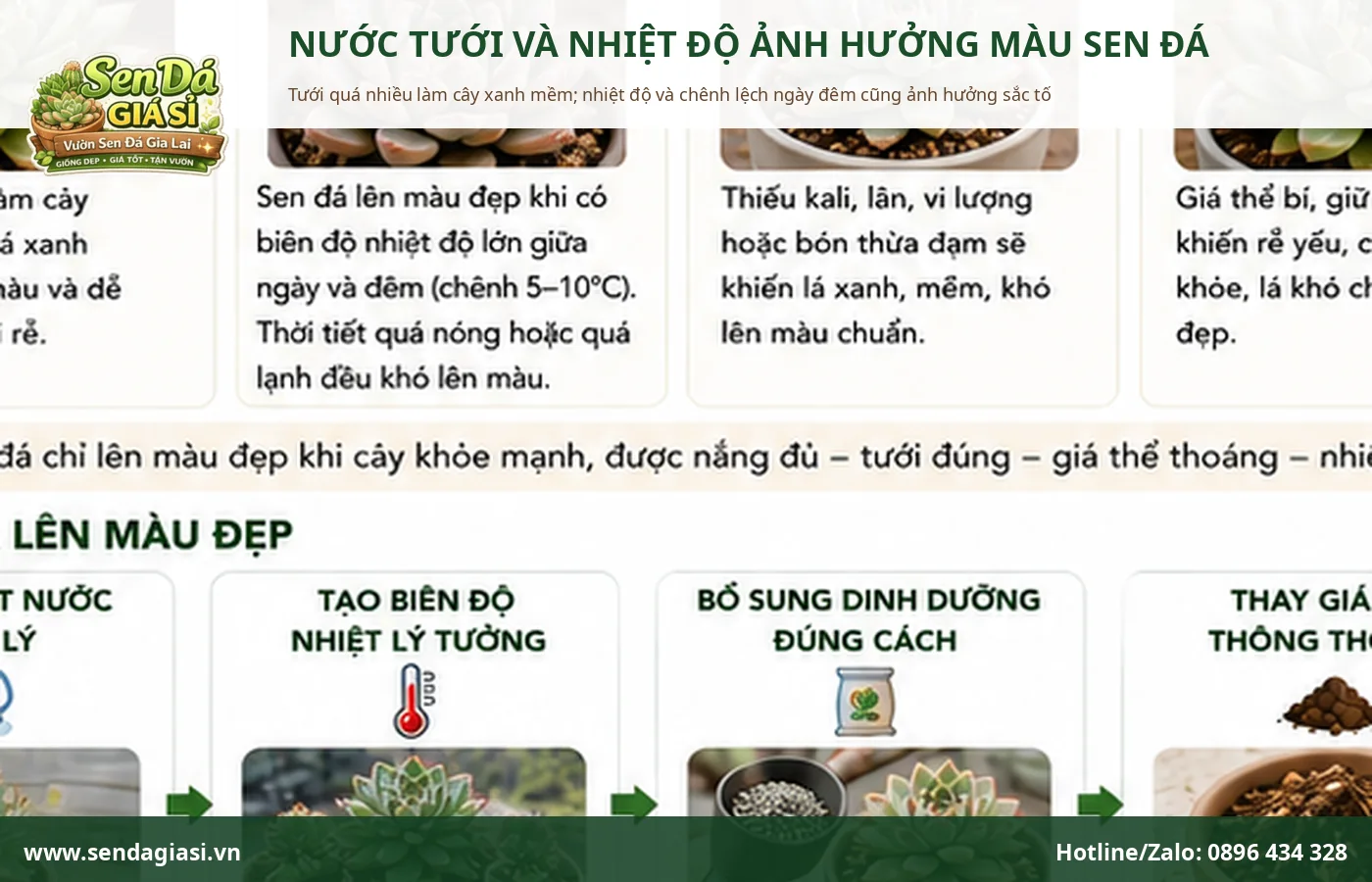 Nước tưới và nhiệt độ ảnh hưởng đến màu sắc của sen đá