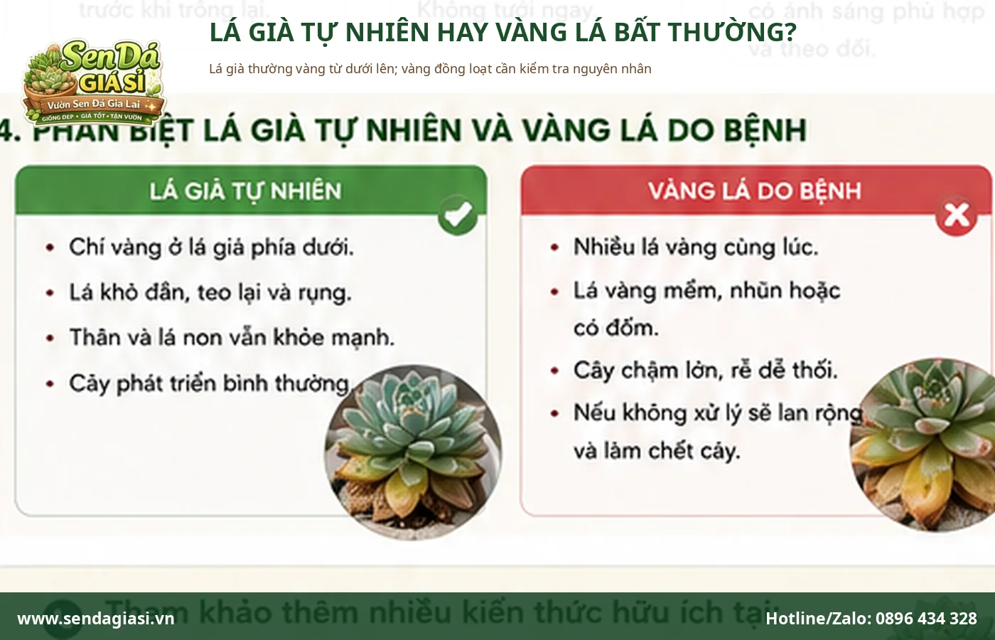 Phân biệt lá già vàng tự nhiên và sen đá vàng lá bất thường