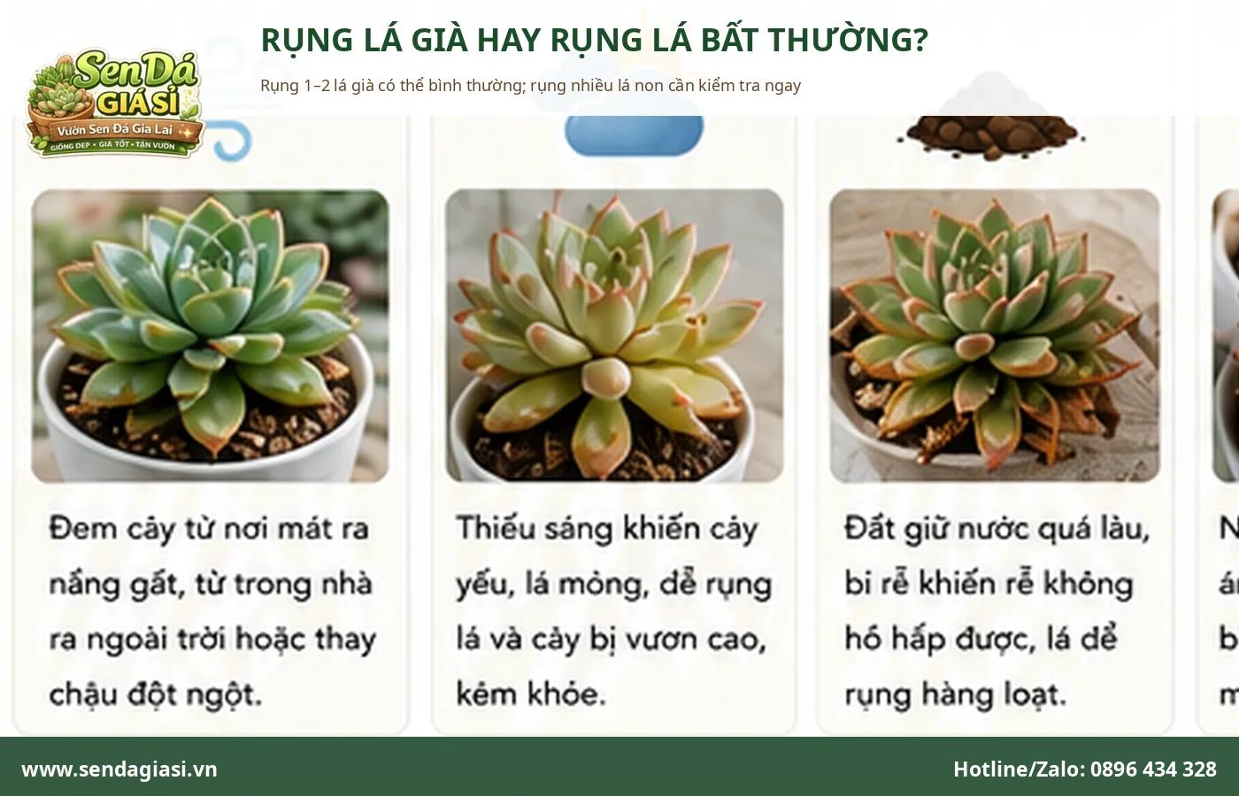 Phân biệt sen đá rụng lá già tự nhiên và rụng lá bất thường