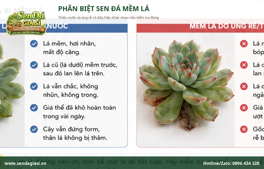 Sen Đá Bị Mềm Lá: Thiếu Nước Hay Úng Rễ?