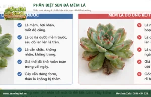 Sen Đá Bị Mềm Lá: Thiếu Nước Hay Úng Rễ?