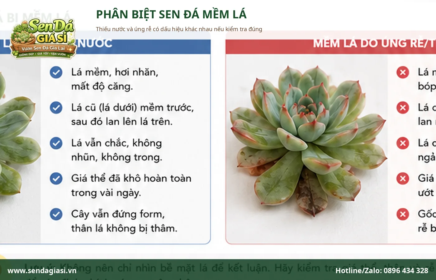 Phân biệt sen đá mềm lá do thiếu nước và sen đá mềm lá do úng rễ
