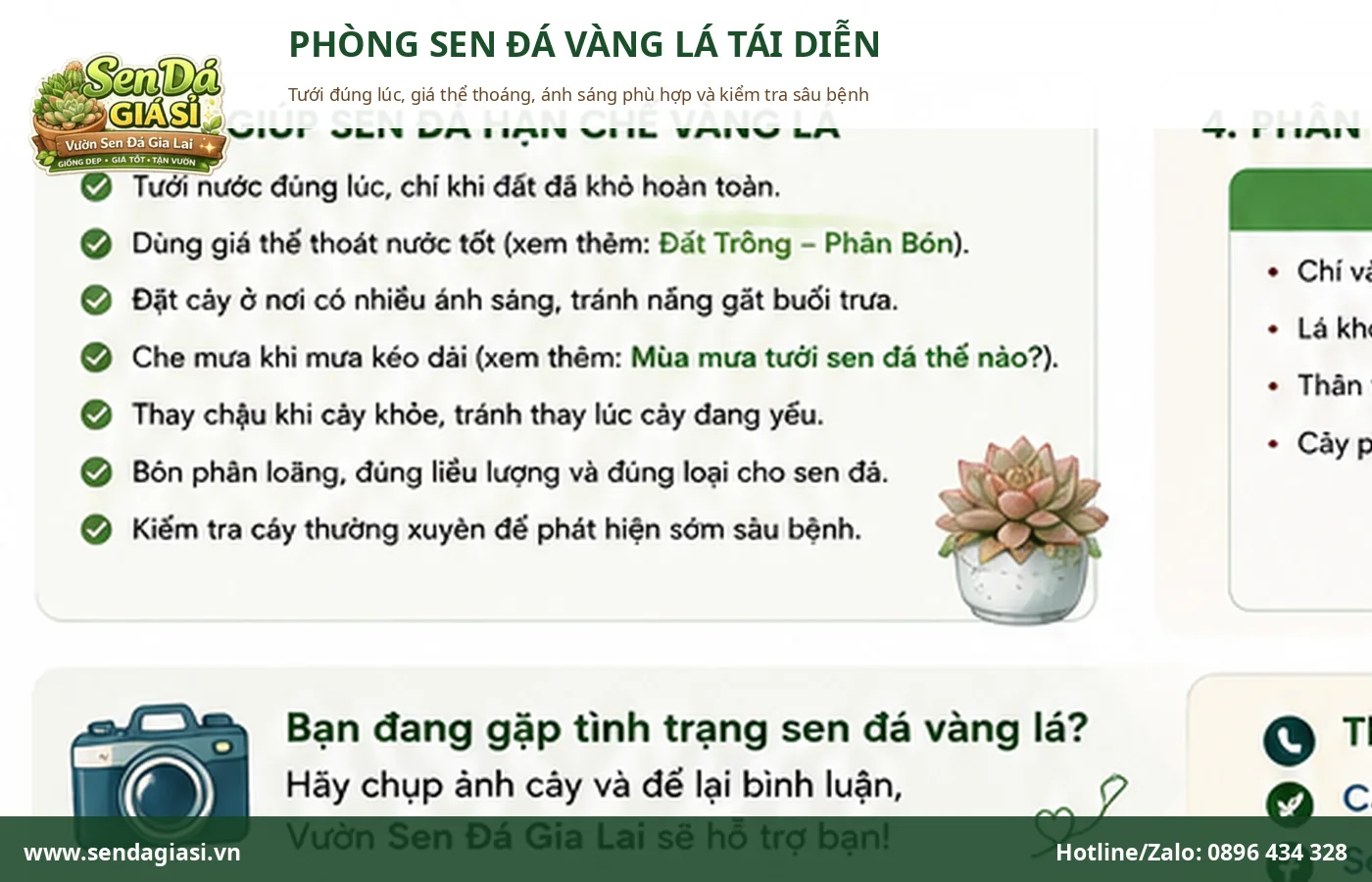 Cách phòng sen đá bị vàng lá bằng tưới nước đúng và giá thể thoáng