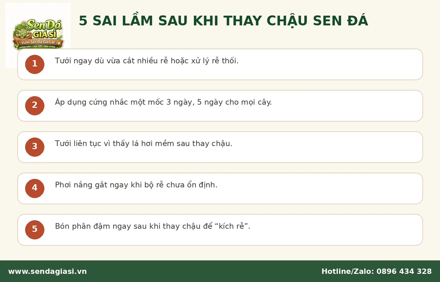 Sai lầm thường gặp sau khi thay chậu sen đá khiến rễ dễ úng
