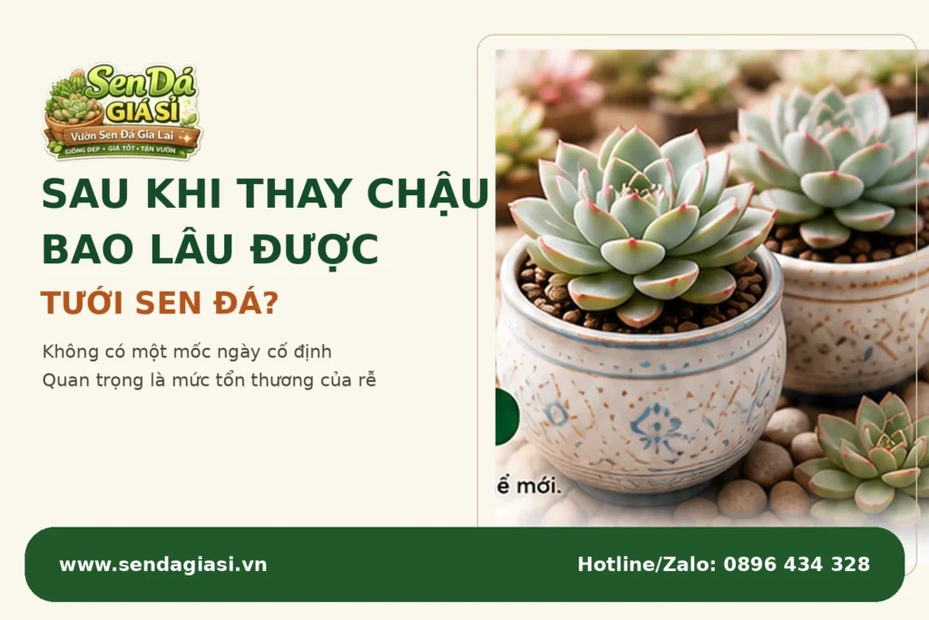 Sau Khi Thay Chậu Bao Lâu Được Tưới Sen Đá?