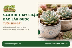 Sau Khi Thay Chậu Bao Lâu Được Tưới Sen Đá?