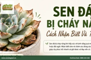 Sen Đá Bị Cháy Nắng: Cách Nhận Biết Và Phục Hồi