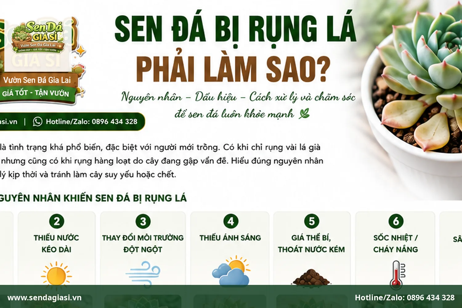 Sen đá bị rụng lá phải làm sao và cách xử lý đúng