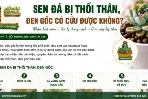 Sen Đá Bị Thối Thân, Đen Gốc Có Cứu Được Không?