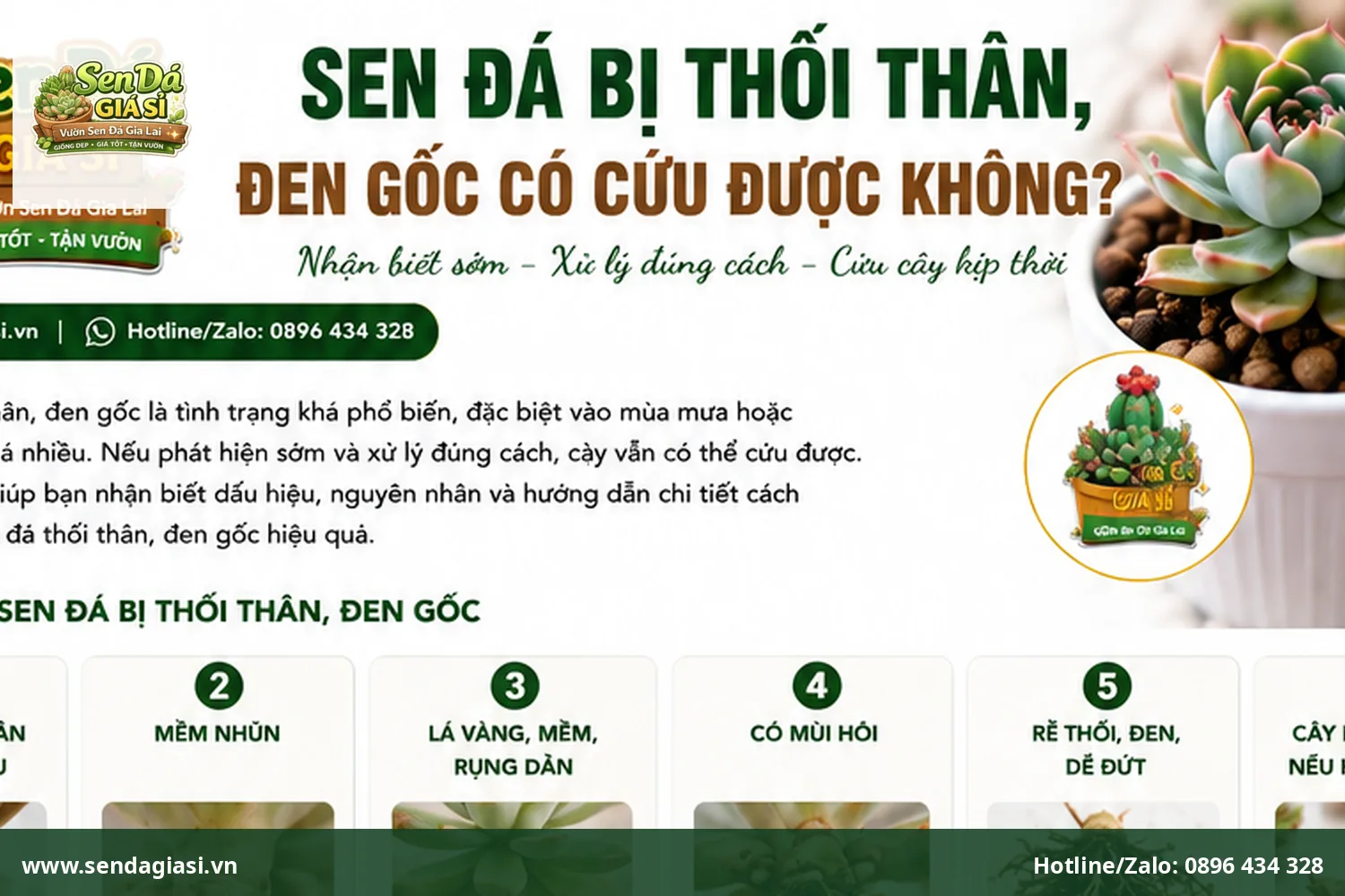 Sen đá bị thối thân đen gốc có cứu được không và cách xử lý