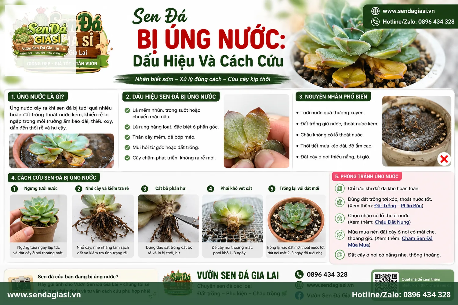 Sen đá bị úng nước dấu hiệu và cách cứu cây kịp thời