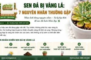 Sen Đá Bị Vàng Lá: 7 Nguyên Nhân Thường Gặp. Và Cách Khắc Phục