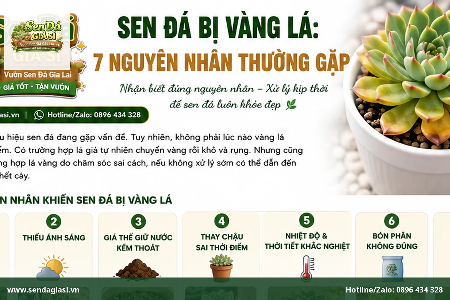 Sen đá bị vàng lá 7 nguyên nhân thường gặp và cách khắc phục