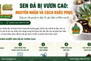 Sen Đá Bị Vươn Cao: Nguyên Nhân Và Cách Khắc Phục