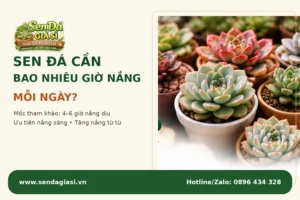 Sen Đá Cần Bao Nhiêu Giờ. Nắng Mỗi Ngày?