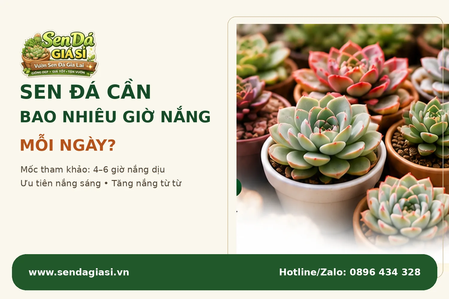 Sen đá cần bao nhiêu giờ nắng mỗi ngày hướng dẫn ánh sáng phù hợp