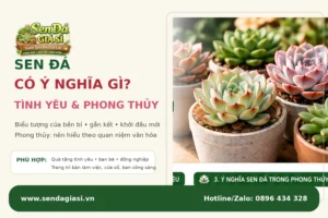 Sen Đá Có Ý Nghĩa Gì? Ý Nghĩa Trong Tình Yêu Và Phong Thủy