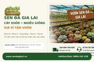 Sen Đá Gia Lai: Vườn Sen Đá Đẹp, Giá Sỉ Tận Vườn, Giao Toàn Quốc
