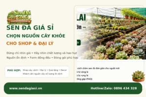 Sen Đá Giá Sỉ: Cách Chọn Nguồn Cây Khỏe, Giá Tốt Cho Shop & Đại Lý