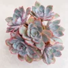 Sen Đá Hera – Echeveria Hera Viền Hồng, Chùm Nhiều Đầu
