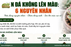 Sen Đá Không Lên Màu: 6 Nguyên Nhân Thường Gặp Và Cách Khắc Phục