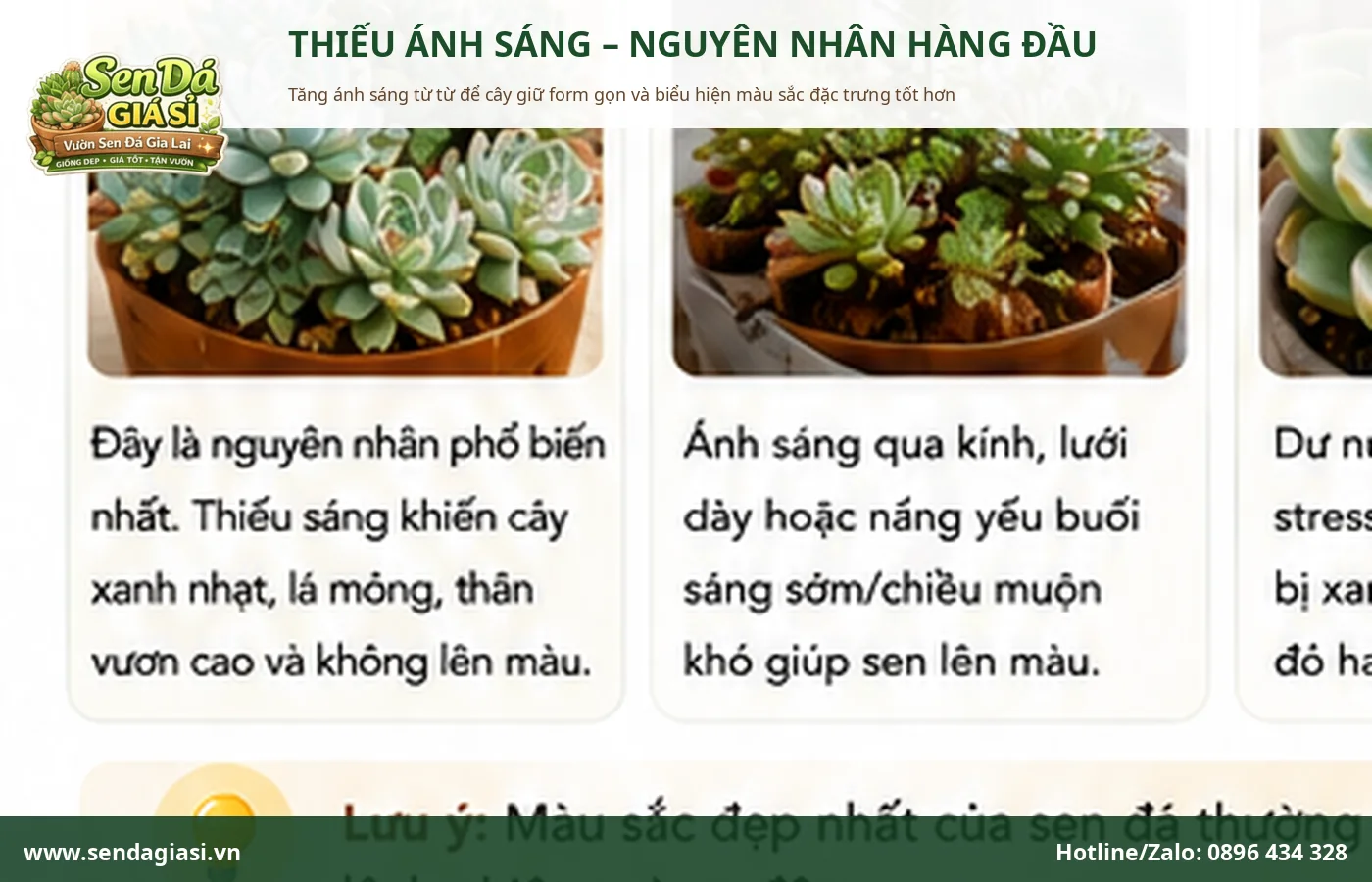 Sen đá không lên màu do thiếu ánh sáng kéo dài