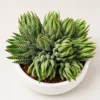 Sen Đá Móng Rồng Cúp (Haworthia Fasciata) – Cây Để Bàn Dễ Chăm