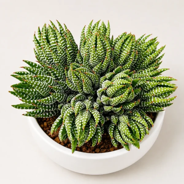 Sen Đá Móng Rồng Cúp (Haworthia Fasciata) – Cây Để Bàn Dễ Chăm