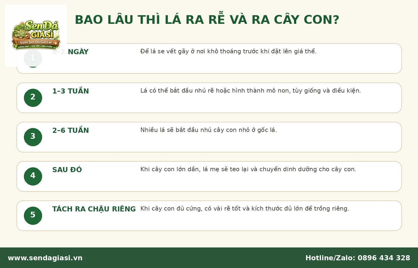 Thời gian ra rễ và ra cây con khi nhân giống sen đá bằng lá