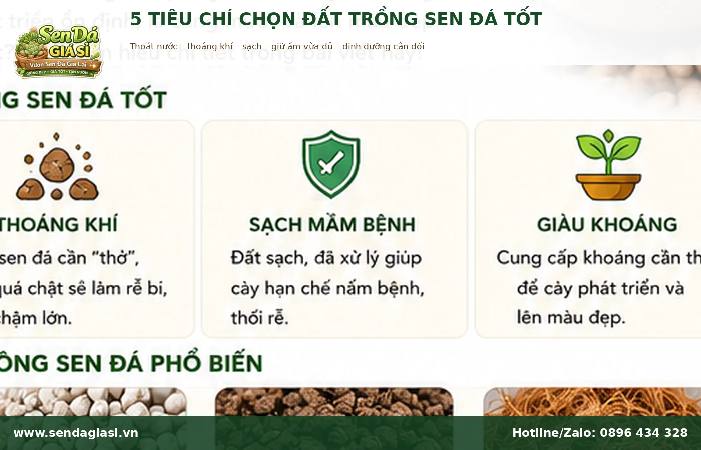 Tiêu chí chọn đất trồng sen đá tốt gồm thoát nước thoáng khí và sạch