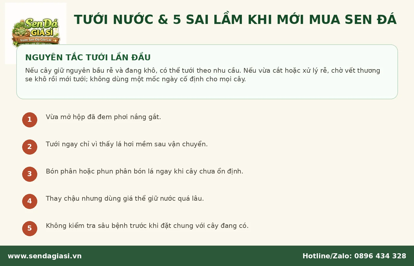 Cách tưới nước và sai lầm thường gặp khi mới mua sen đá về