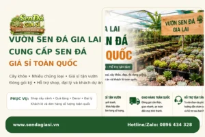 Vườn Sen Đá Gia Lai – Cung Cấp Sen Đá Giá Sỉ Toàn Quốc