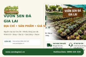 Vườn Sen Đá Gia Lai Ở Đâu? Địa Chỉ, Sản Phẩm, Giá Sỉ & Cách Đặt Hàng